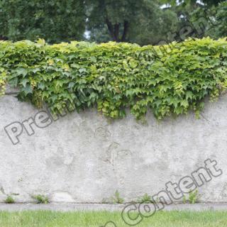 High Resolution Seamless Fence Ivy Texture 0001